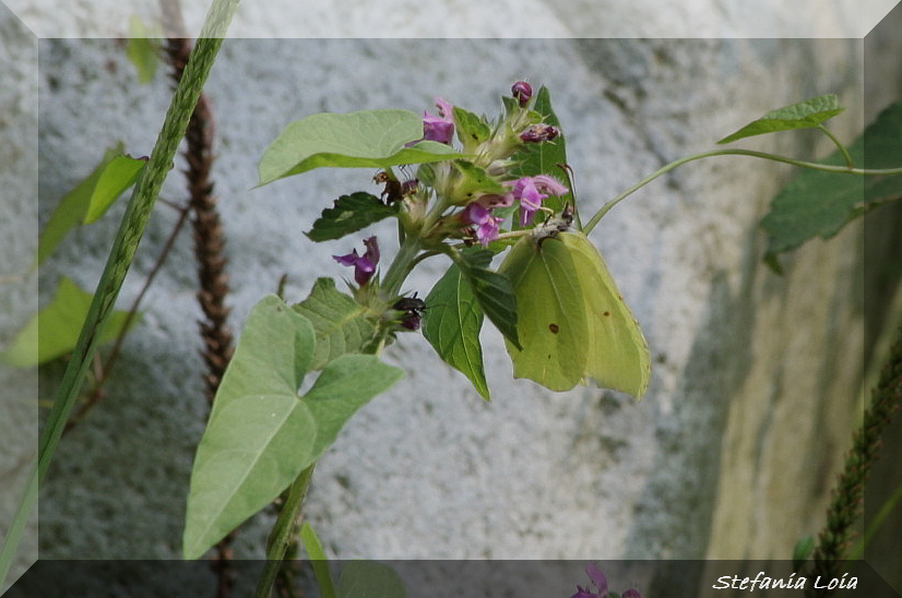 Gonepteryx rhamni?